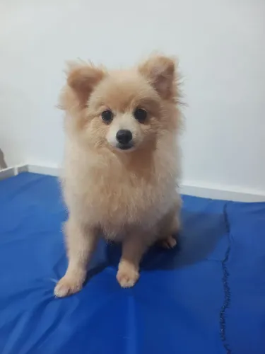 Filhote Spitz alemão 