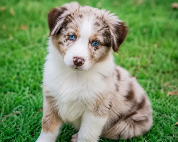 Border Collie Filhotes 