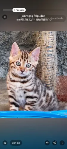 Gato bengal 