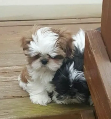Shih Tzu as cores mais lindas