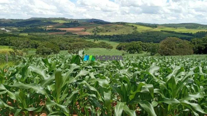 FAZENDA À VENDA - 132 HECTARES - BOM SUCESSO (MG)