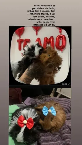 Vende-se lindos filhotes