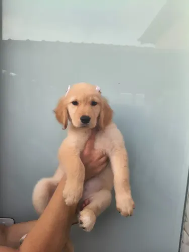 Femeas Golden Retriever em 10 vezes no cartão 