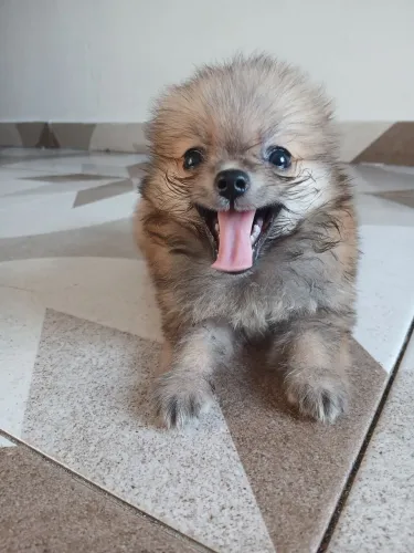 Filhote de Lulu da Pomerânia ? R$ 3.000