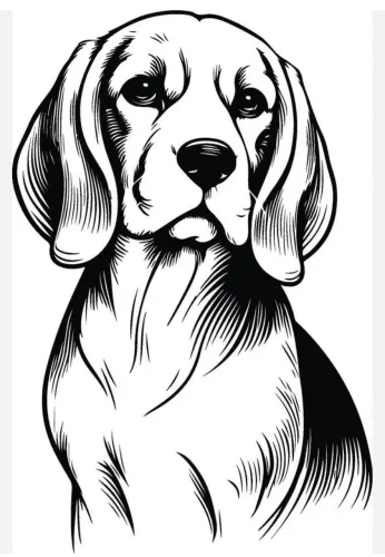 Beagle Macho 5 meses