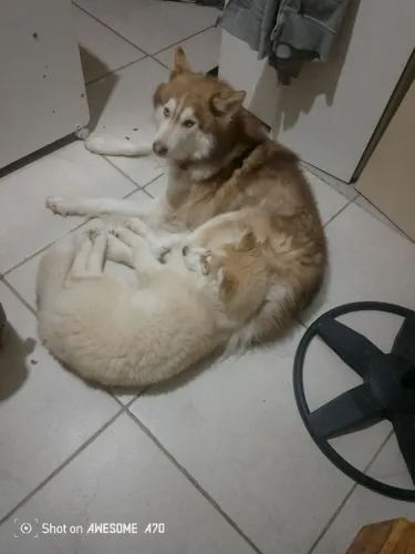 Husky siberiano 