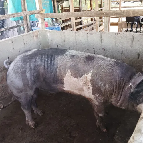 Vendo Barrão em torno de 200kg