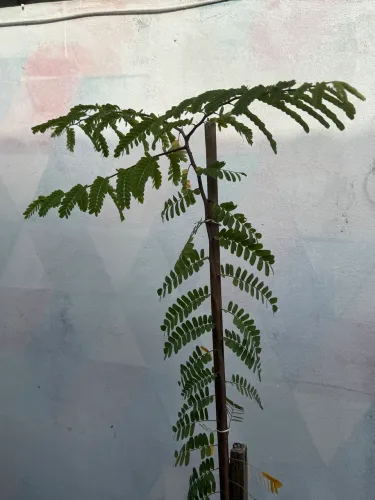Muda de Tamarindo 1,80 metro frutífera