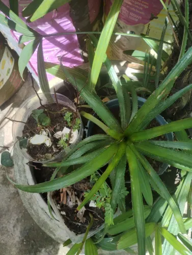Plantas ornamental e ervas