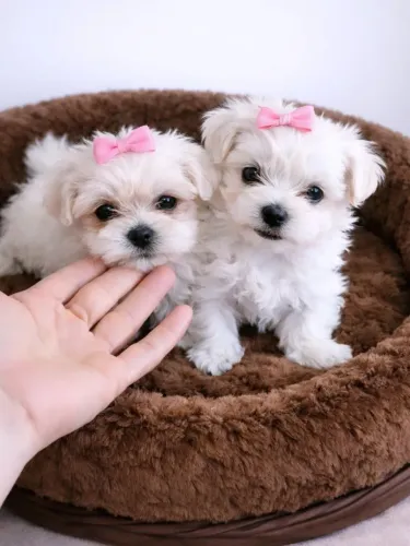 Maltês fêmeas micro ! Baby face