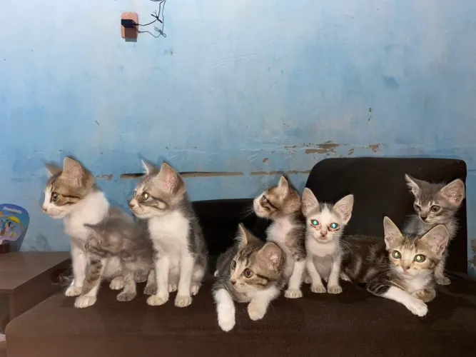 Filhotes de gato para adoção