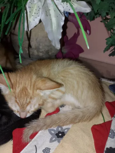 Gatos