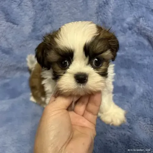 Filhotinhos shih tzu/shitzu saudável e brincalhão com contrato