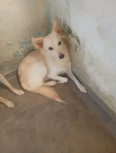 Cachorros para doação