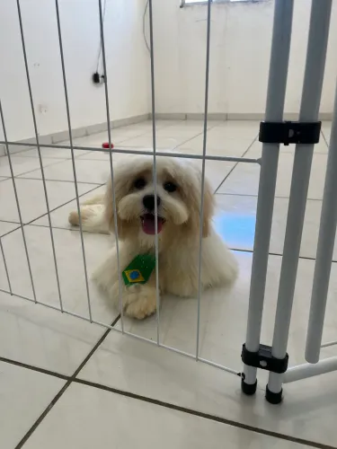 LHASA APSO 8 meses