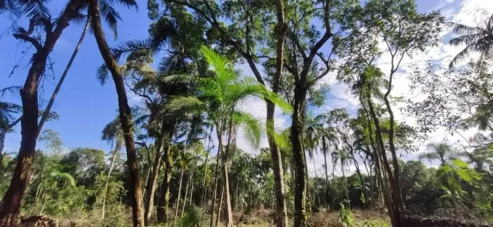 TERRENO de 3,42 Hectares - Indústria / Galpão / Sítio /Empresa / Fábrica - URUSSANGA
