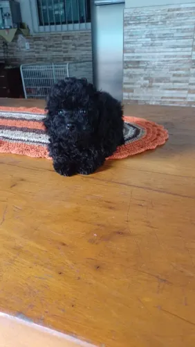 Filhote de Poodle Toy
