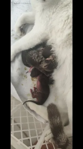 Doação de gatinhos 