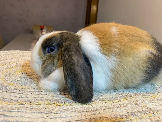 Coelho Mini Lop