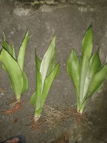Muda de espada são jorge variegata Sansevieria trifasciata 'Moonshine'.
