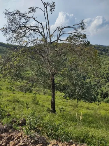 Ótimo terreno Caldas, próx. Fogão Lenha, 1000m2, plano, 20km do centro de Poços, só 20mil!