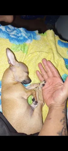 Vendo hoje no Pix 1200