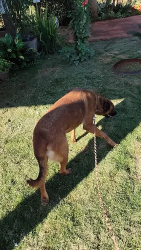 Cachorro 