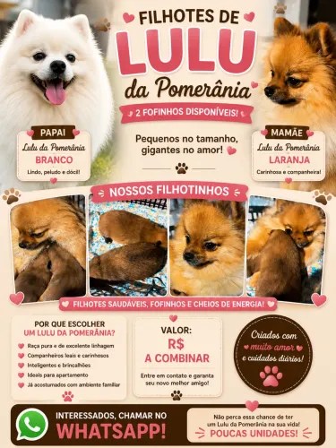 LULU DA POMERÂNIA À VENDA! Fêmea 