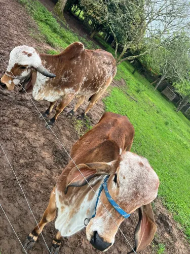 Vaca