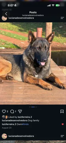 Pastora de Malinois Excelente Linhagem e Temperamento