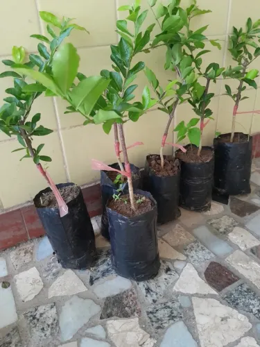 Acerola - vendo mudas Enxertadas