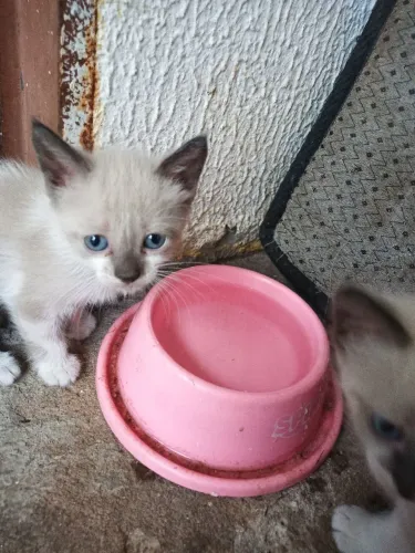 Gatinhos filhotes