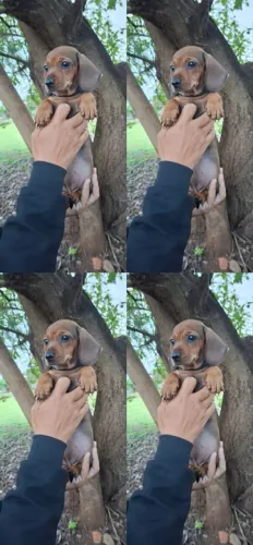 Basset a pronta entrega