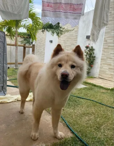 Doa-se chow chow femea