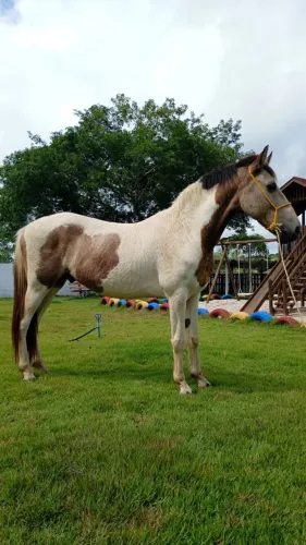 Cavalo Mestiço Mangalarga CAPADO. Não aceito troca.