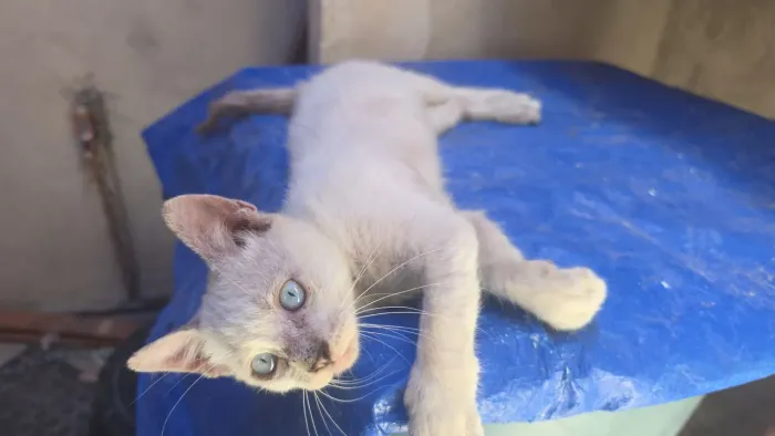 Doação de gatinhos