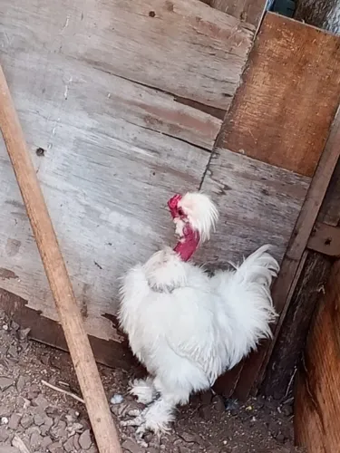 Sedoso Macho