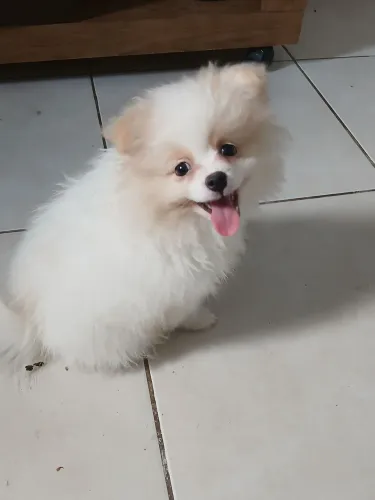 Filhotes spitz alemão