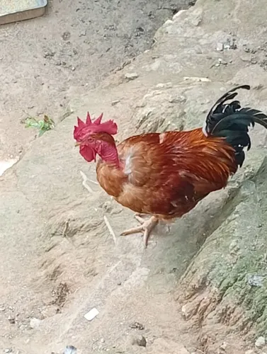 Vendo galo e galinha .
