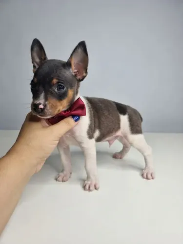 Pinscher Menino Cheio de Charme
