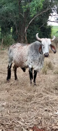 Vende-Se Vaca GIR