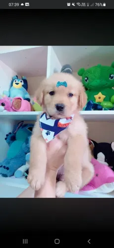 Filhotes Golden Retriever