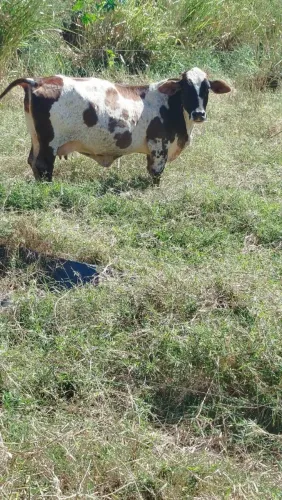 venda essa mini vaca 