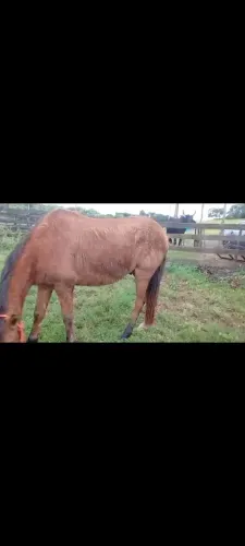 ? Vende-se ou Troca Cavalo Castrado