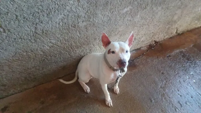 Cachorro pra doasao