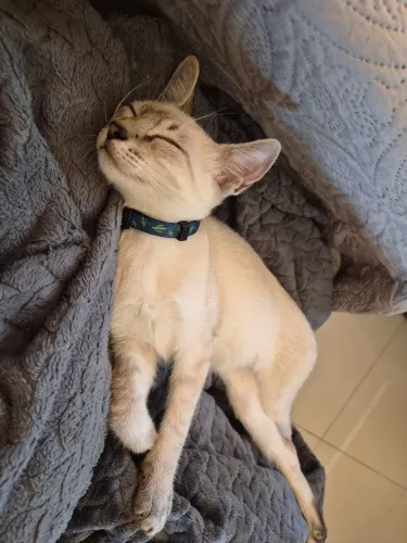 gatinhos para adoção 