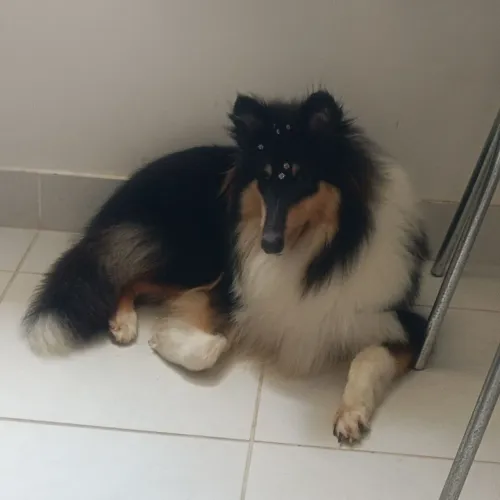 Linda Rough Collie - Lassie
