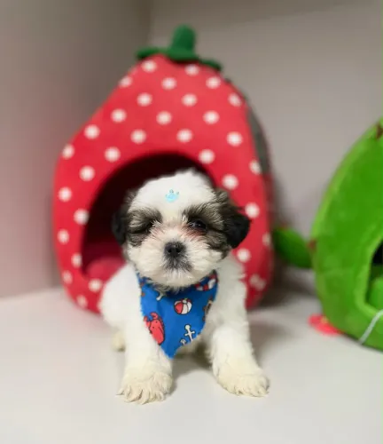 Filhote shihtzu 