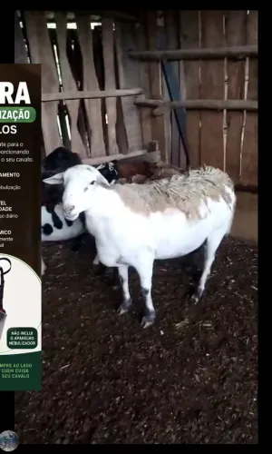 Vendo 5 carneiros