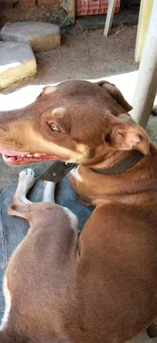 Doacao cadela